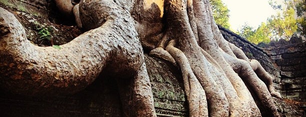 Ta Prohm ប្រាសាទតាព្រហ្ម is one of Cambodia top things to do.