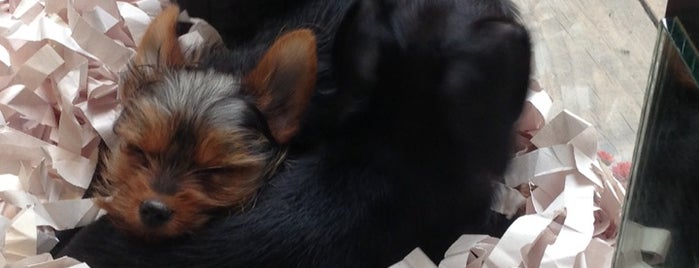 Le Petit Puppy is one of New York: сохраненные места.