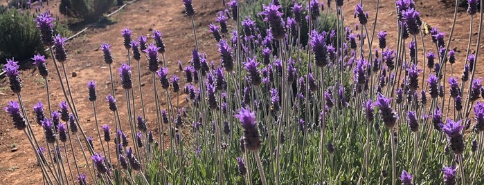 Lavender Farms Of Pozos (Campo De Lavanda) is one of Con.