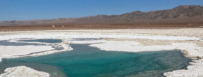 Laguna Baltinache is one of San Pedro de Atacama, Chile.