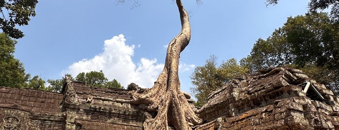 Ta Prohm ប្រាសាទតាព្រហ្ម is one of Siem Reap.