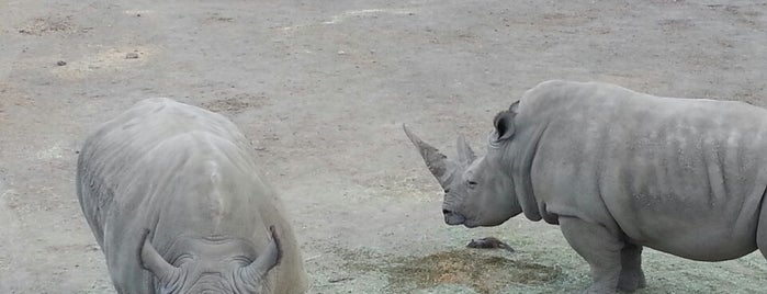 Safari West is one of Napa 2015.