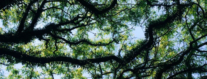 Ibirapuera Park is one of Olle’s Liked Places.