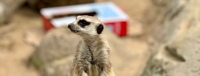 Metro Richmond Zoo is one of Places to Check Out in RVA.