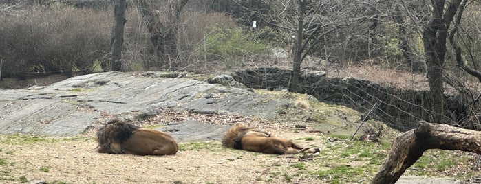 African Lions is one of Bronx Zoo.