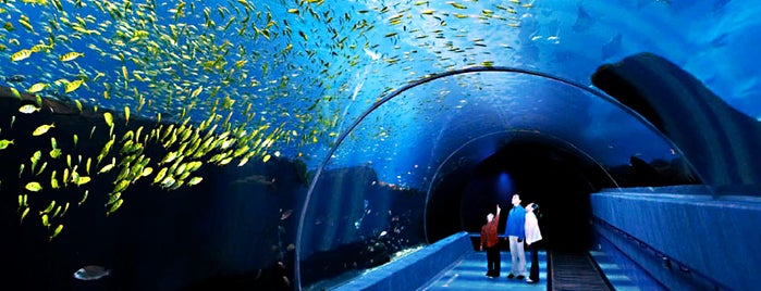 Georgia Aquarium is one of Lugares favoritos de Kyle.