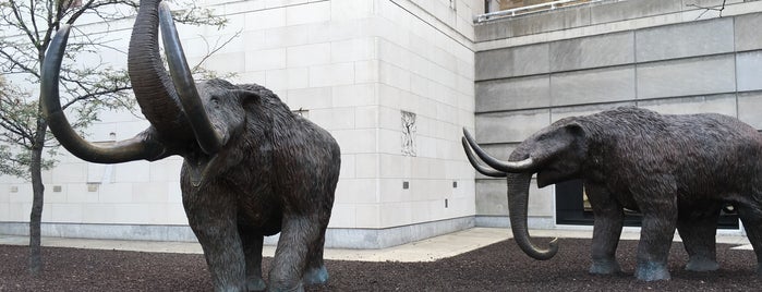 The Mastodon is one of Indianapolis.