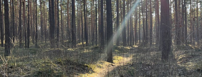 Бикерниекский лес is one of Some list.