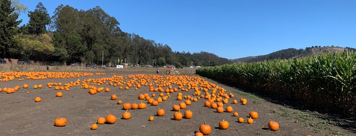 Repetto's Pumpkin Patch is one of Lugares favoritos de Tammy.