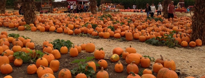 Lane Farms Pumpkin Patch  & Maze is one of Lugares favoritos de eric.