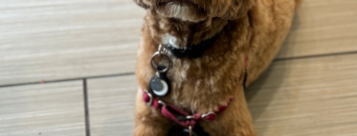 Bow Wow Meow SF is one of The 13 Best Places for Grooming in San Francisco.