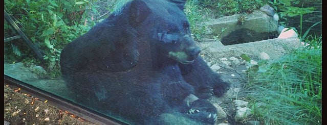 Black Bear Habitat is one of Danielle'nin Beğendiği Mekanlar.