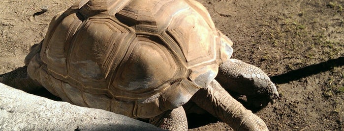 Tortoises is one of Lugares favoritos de Ryan.
