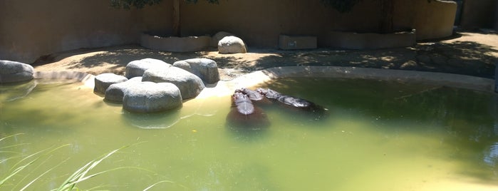 Hippos is one of Orte, die Ryan gefallen.
