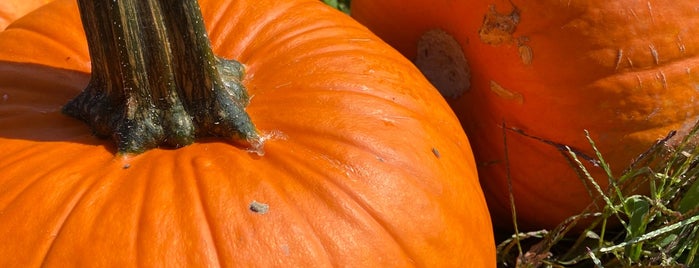 Eastmont Orchards is one of Apple-pumpkin picking.