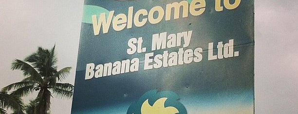 St. Mary Banana Estates is one of All-time favorites in Jamaica.