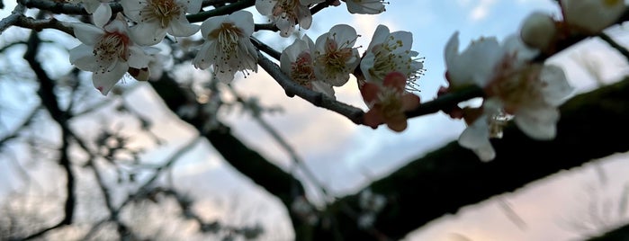 菖蒲池 is one of 博多に帰省したらココに行く！.