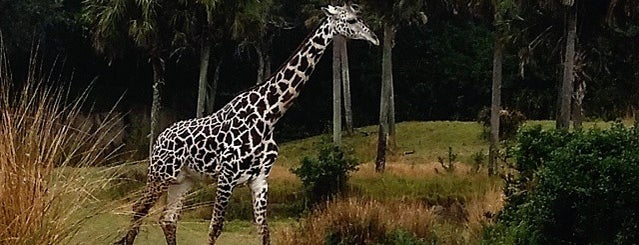 Disney's Animal Kingdom is one of Florida Favorites.