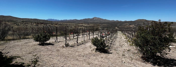 Charron Vineyard is one of Tucson.