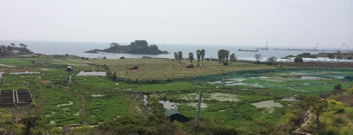 구럼비 나무 is one of 푸른 밤 제주 Jeju.