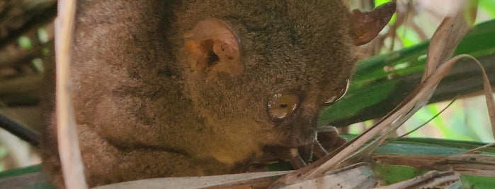 Philippine Tarsier Sanctuary is one of CEBU 2016.