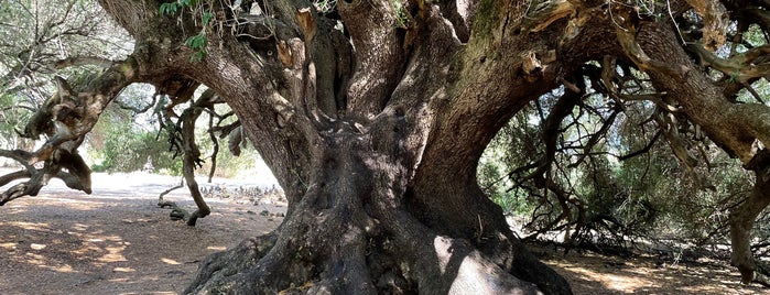 Olivastri Millenari is one of Nord-Sardinien / Italien.