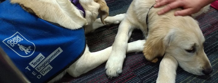 Guide Dogs Training School is one of สถานที่ที่ Lisa ถูกใจ.