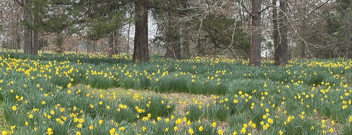 Mrs. Lee's Garden is one of Great Spots for photos -East TX.