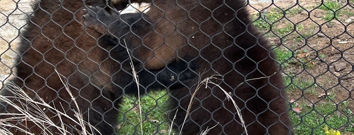 Baylor University Bear Habitat is one of Williams.
