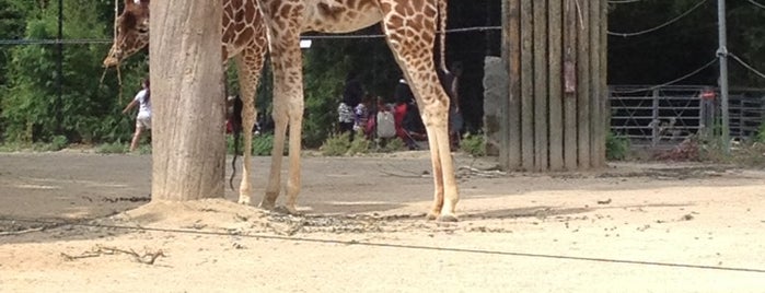 Olifant / Giraf is one of ZOO.
