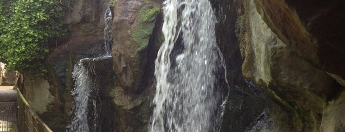 Waterval is one of ZOO.