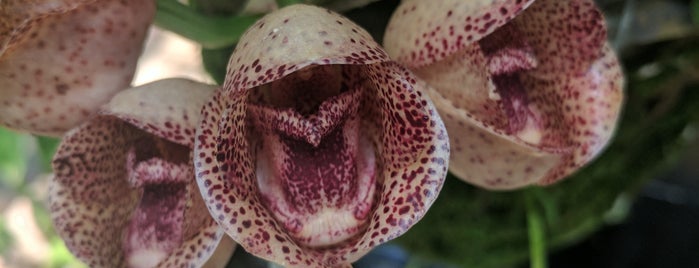 Fuqua Orchid Center is one of Georgia To-do list.