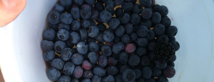 Dr. Young's Pond Berry Farm is one of Fresh Farms.