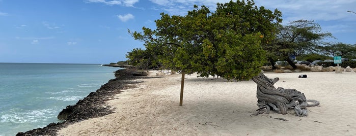 Divi Divi Trees is one of ARUBA.