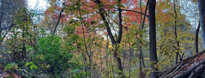 Crothers' Woods is one of Walkabout Toronto.