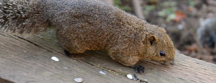 Machida Squirrel Garden is one of Posti che sono piaciuti a swiiitch.
