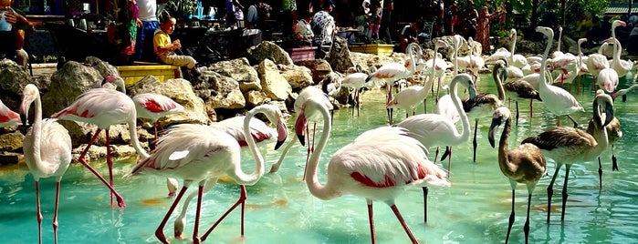 Flamingo Köy is one of Turkey.