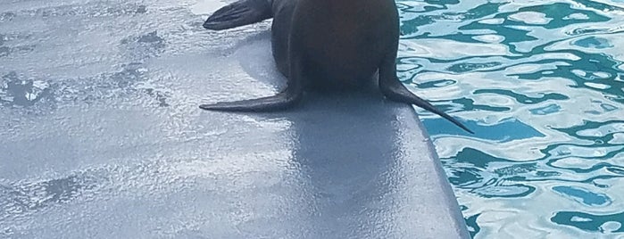 Sea Lion Show is one of Guide to Kansas City's best spots.