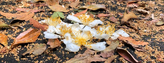 Mt. Maolan Hiking Trail is one of Sun Moon Lake 2018.