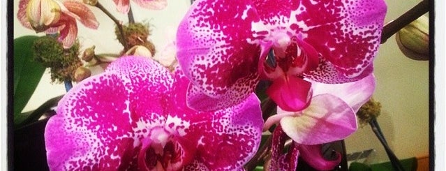Ginny's Orchids is one of Favorite spots in Winter Park.