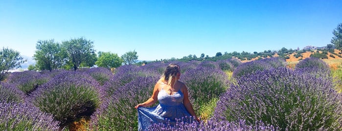 Lieux qui ont plu à Lale