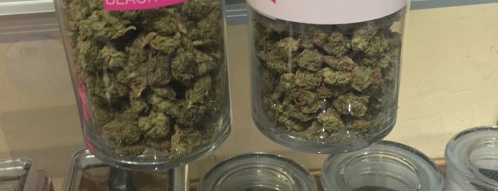 Pink House Mile High is one of Denver's Premiere Medical Marrijuana Group.