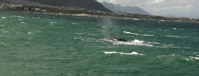 Hermanus Whale Cruise is one of Cape Town.