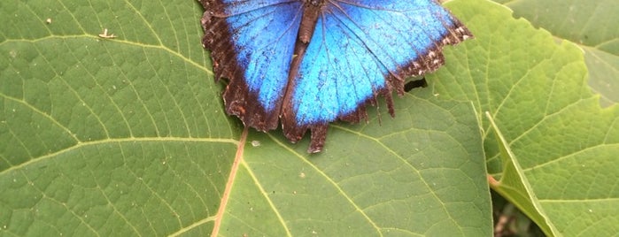 Spirogyra Butterfly Garden is one of Tempat yang Disukai Carl.