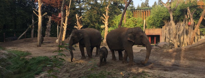 DierenPark Amersfoort is one of Fun places.