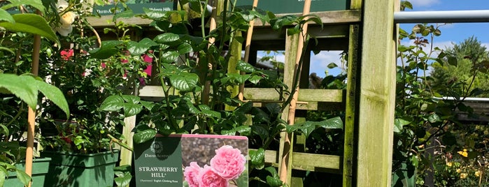 Squires Garden Centre is one of Cafe.