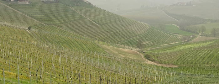 Azienda Agricola Gigi Bianco is one of Piedmont (Travel Langhe).