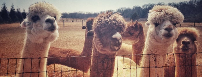 Bay Springs Farm Alpacas is one of Cape May Favs.