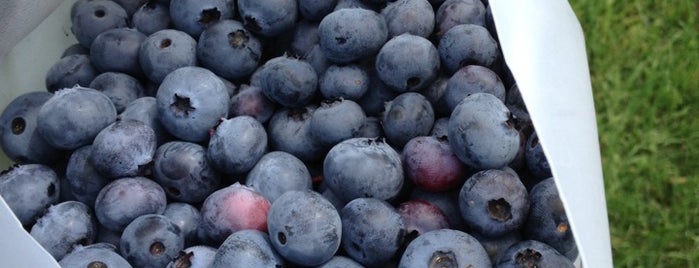 P.Y.O. Blueberries is one of You should do to KNOW the REAL New Hampshire.