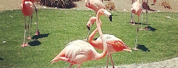 Flamingo Feeding Pond is one of Locais curtidos por Andres.